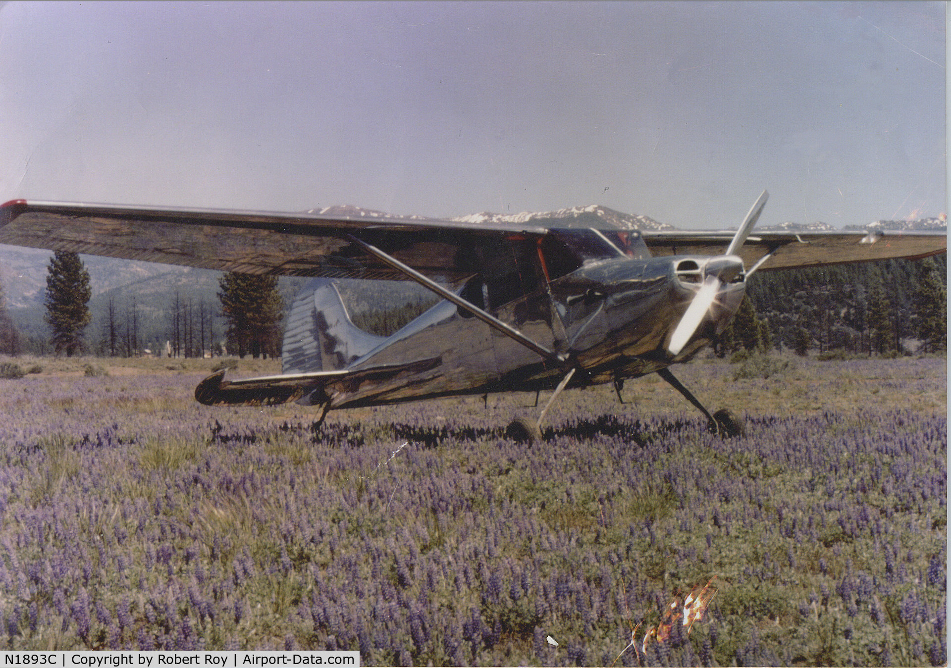 N1893C, 1953 Cessna 170B C/N 26037, Our Cessna taken in Truckee CA on the old Truckee airport in a field of flowers