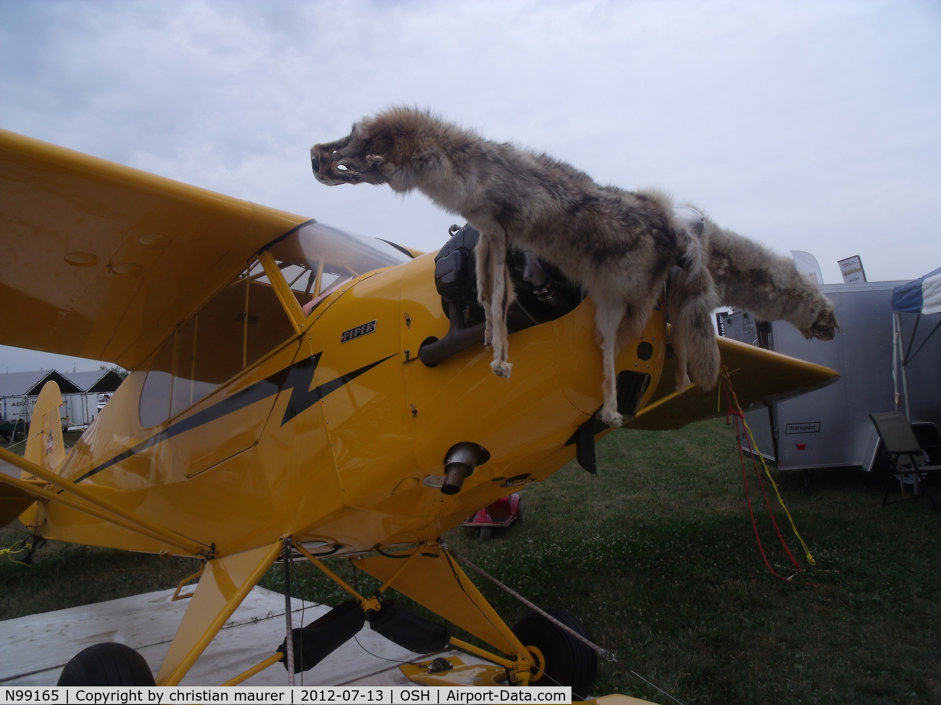 N99165, 1950 Piper J3C-65 Cub Cub C/N 16741, piper cub with a dead animal