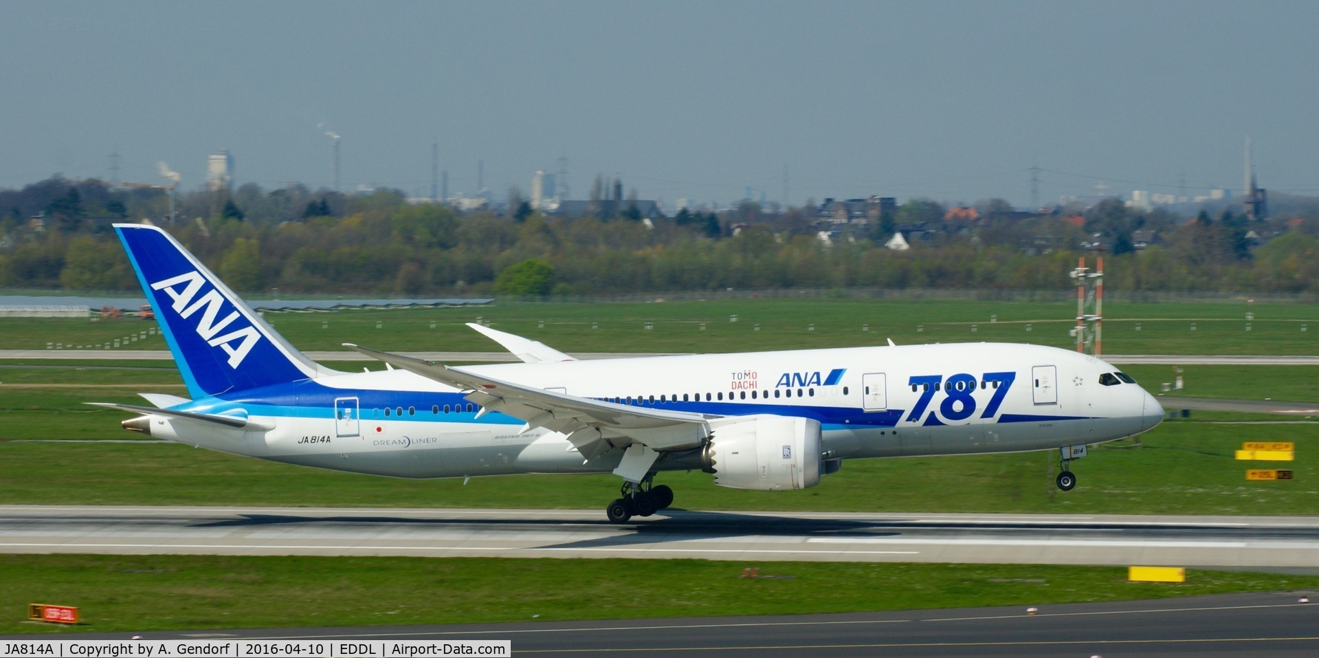 JA814A, 2012 Boeing 787-8 Dreamliner C/N 34493, ANA, is here smoothly touching down at Düsseldorf Int'l(EDDL)