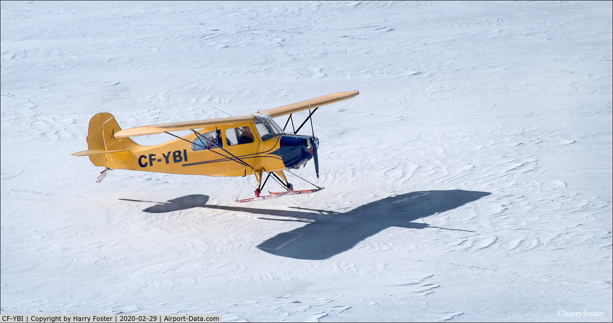CF-YBI, 1946 Aeronca 7AC Champion C/N 7AC-3411, Seen coming in for a landing at Mo's Fly-In Feb 29, 2020