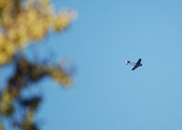 N3666F @ KAPA - Race 37 returns from the Reno Air Race. flight over Columbine High School in Littleton Colorado - by Bluedharma