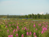 N3571T - July Fireweed - by Jim Brewer