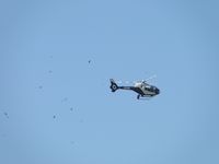 N124ML @ CNO - Appears to be flying with a group of birds - by Helicopterfriend