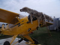 N99165 @ OSH - piper cub with a dead animal - by christian maurer