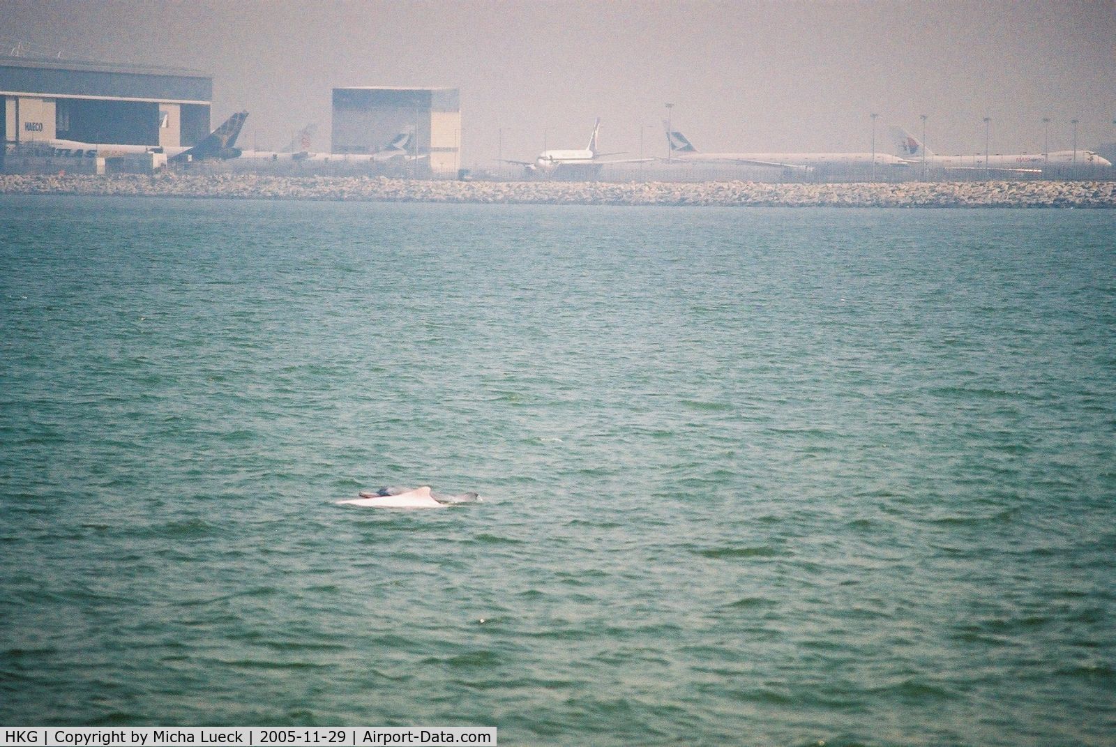 Hong Kong International Airport, Hong Kong Hong Kong (HKG) - The famous pink dolphins close to Hong Kong's new Chep Lap Kok Airport. The reclamation of land for the airport destroyed a large part of the endangered dolphins' habitat