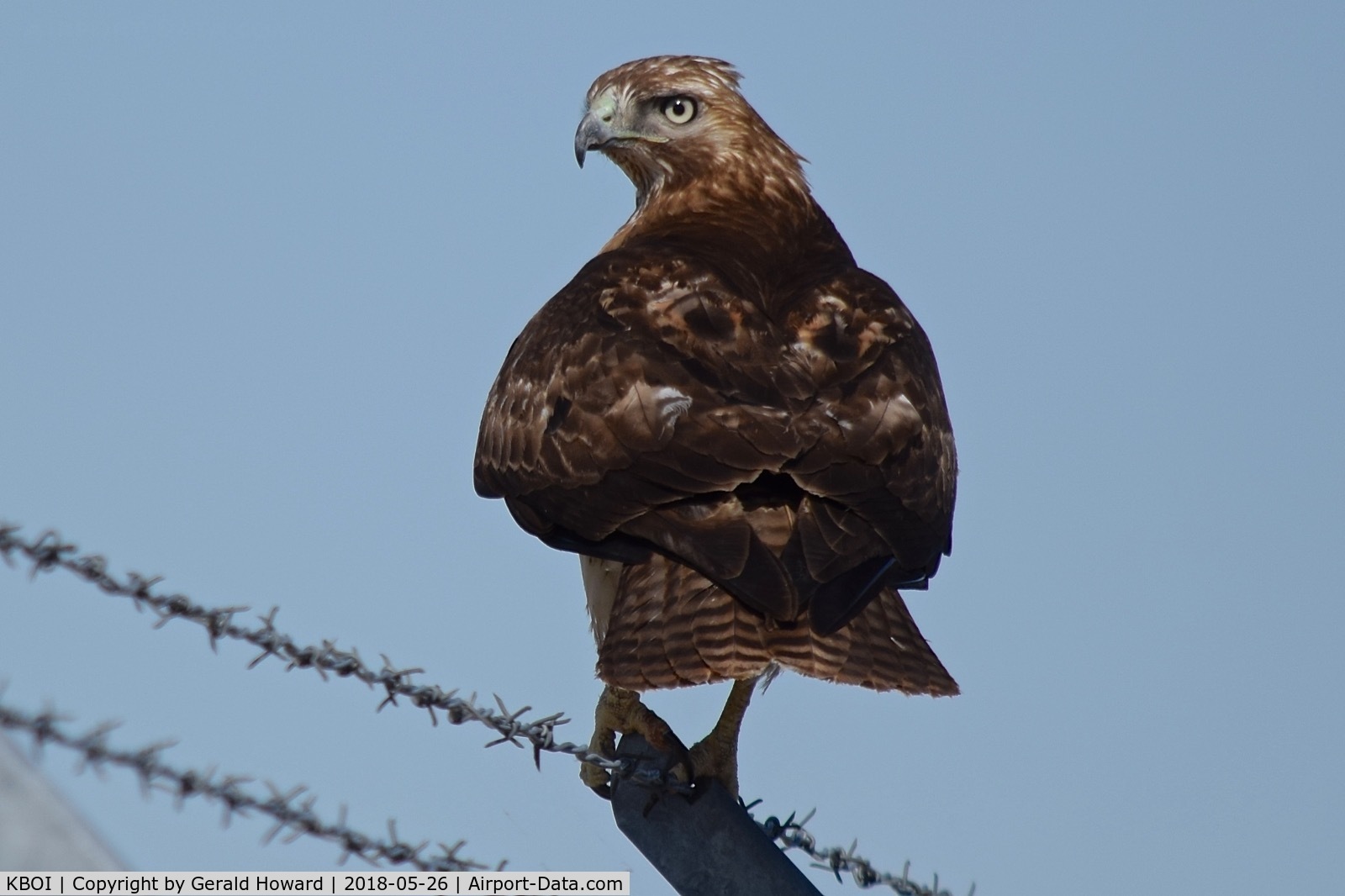 Boise Air Terminal/gowen Fld Airport (BOI) - One of many Red Tailed hawks around the airport property searching for the next meal from the many rodents infesting the ground.