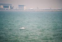 Hong Kong International Airport, Hong Kong Hong Kong (HKG) - The famous pink dolphins close to Hong Kong's new Chep Lap Kok Airport. The reclamation of land for the airport destroyed a large part of the endangered dolphins' habitat - by Micha Lueck