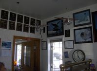 Ted Stevens Anchorage International Airport (ANC) - Beverage can amphibians hanging in ERA Aviation office space - by Doug Robertson