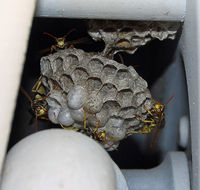 Rialto Municipal /miro Fld/ Airport (L67) - Wasp nest on the fuel truck hose reel. - by Marty Kusch
