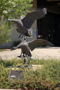 Wallops Flight Facility Airport (WAL) - Sculpture Canada Geese by David & William Turner at the NASA Visitor Center, Wallops Flight Facility, Wattsville, VA - by scotch-canadian