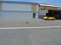Santa Paula Airport (SZP) - T-REX radio-controlled helicopter, in flight (chasing the Ferrari?) - by Doug Robertson