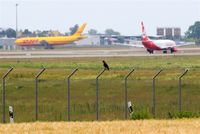 Leipzig/Halle Airport, Leipzig/Halle Germany (EDDP) - A buzzard is keeping an eye on those big brothers in the back..... - by Holger Zengler