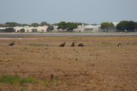 Executive Airport (ORL) - Adult and 4 young eagles on the approach of Runway 7 at Orlando Executive - by Florida Metal
