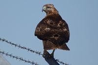 Boise Air Terminal/gowen Fld Airport (BOI) - One of many Red Tailed hawks around the airport property searching for the next meal from the many rodents infesting the ground. - by Gerald Howard
