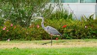 Livermore Municipal Airport (LVK) - Heron on the lawn at Livermore Airport. 2018. - by Clayton Eddy