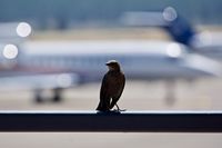 Juwata Airport - Truckee Airport California 2019. - by Clayton Eddy