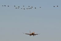 Boise Air Terminal/gowen Fld Airport (BOI) - Fall begins the travel of geese around the airport. - by Gerald Howard
