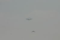 OO-DWI @ BRU - arrival of OO-DWI with birds flying close to rwy 25L - by Daniel Vanderauwera
