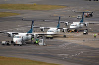 ZK-NEW @ NZWN - Line-up of Q300s in Wellington - by Micha Lueck