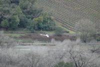 N86GC @ 060 - 5. N86GC over the vineyards in Cloverdale - by Eric.Fishwick