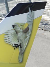 N190AK @ POC - a beautiful Sulphur-crested Cockatoo on the ships tail - by Helicopterfriend