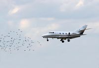 N101VJ @ KPHL - A recipe for disaster!  A Falcon 10 encountering  a flock of birds while on short final for Rwy 26 at PHL. - by Thomas P. McManus