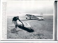 N2622Y @ BUSH - king salmon beach, Alaska. used for a federal investigation regarding the death of these whales - by A.P. Wire