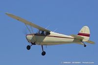 N4203V @ KOSH - Cessna 170  C/N 18559, N4203V