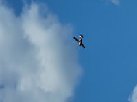 N5790C - In Flight over Leek Lake, MN - by F. B.