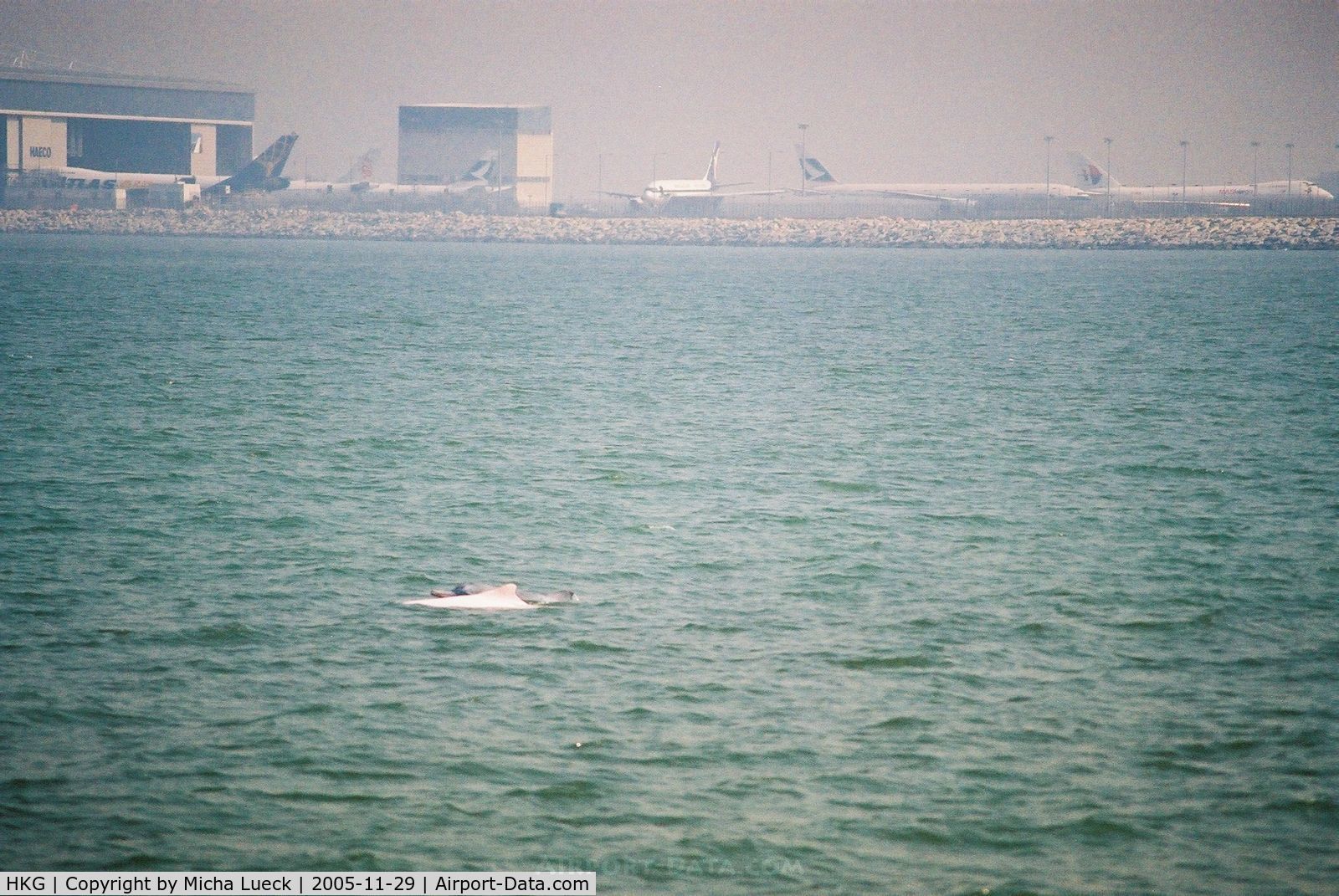 Hong Kong International Airport, Hong Kong Hong Kong (HKG) - The famous pink dolphins close to Hong Kong's new Chep Lap Kok Airport. The reclamation of land for the airport destroyed a large part of the endangered dolphins' habitat