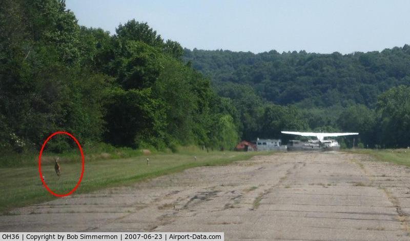 Riverside Airport (OH36) - Looking up runway 3, departing Cessna 172 (N1331Y), and a young deer keeping things interesting.