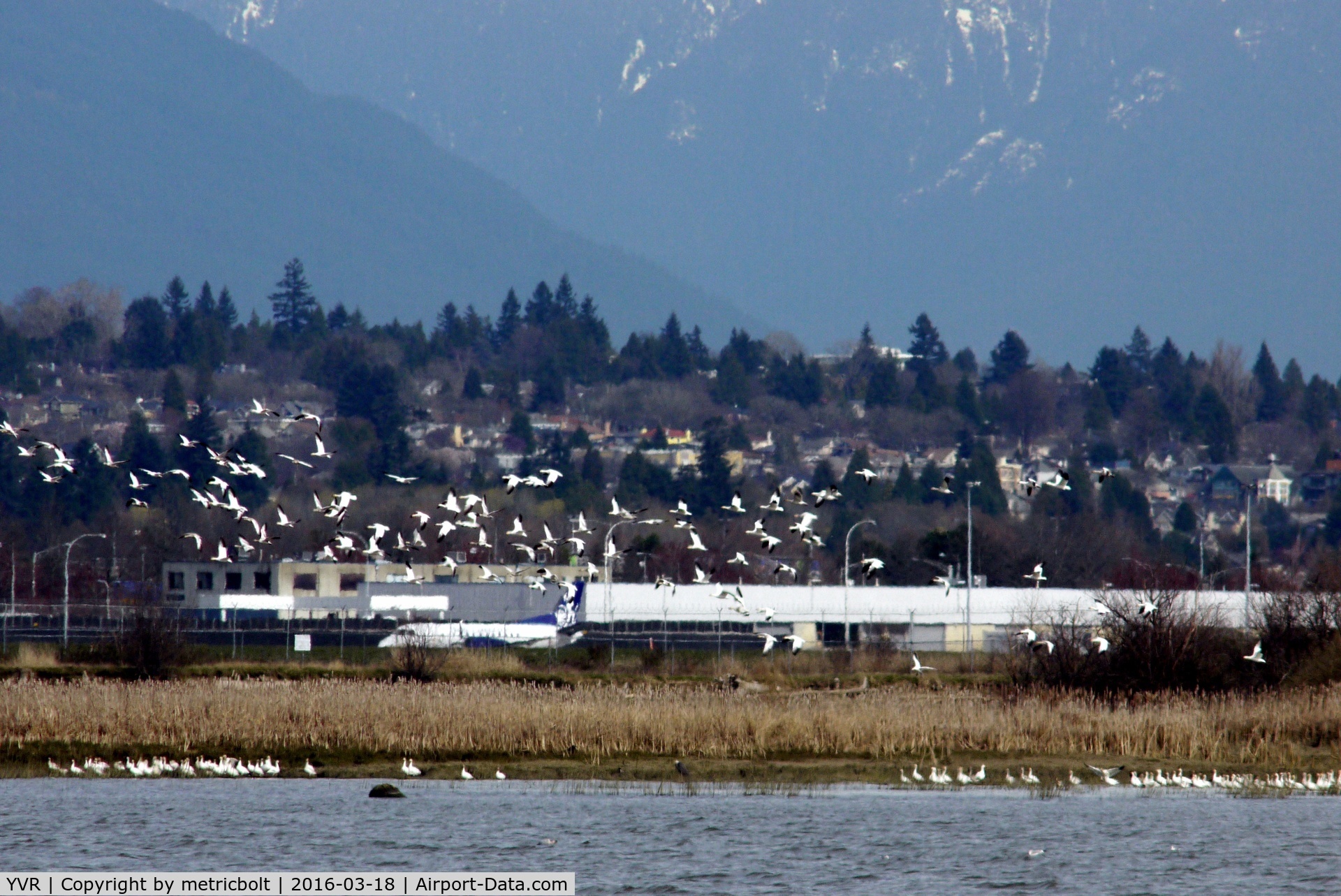 Vancouver International Airport, Vancouver, British Columbia Canada (YVR) - Danger of bird strike?