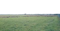 Bonn-Hangelar Airport, Sankt Augustin Germany (EDKB) - the airfield mowing and fertilizing team (i.e. herd of sheep) in action, but well away from the runway - by Ingo Warnecke