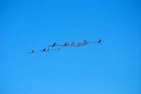 Rock Hill/york Co/bryant Field Airport (UZA) - Flying in formation - by Connor Shepard