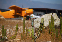 Cable Airport (CCB) - Fuel Island cactus patch. - by Marty Kusch
