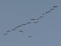 Boise Air Terminal/gowen Fld Airport (BOI) - One of the many daily flights of geese during the fall and winter months. Boise has a large population of geese that winter over in the valley. Normally fly west of the airport. - by Gerald Howard