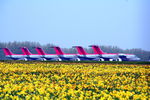 Norwich International Airport - stored 146 fleet at Norwich - one of my favourite photos with the daffodil foreground - by Pete Hughes